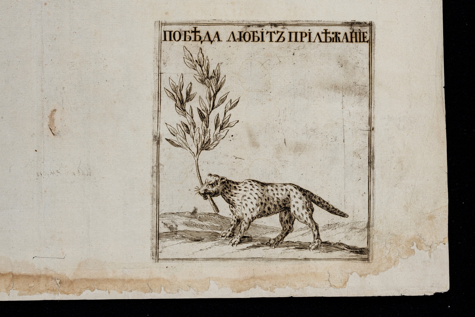 Изображение книги Транспарант фейерверка 1 января 1703 года в Москве, в честь взятия Нотебурга. Барс с лавровой ветвью