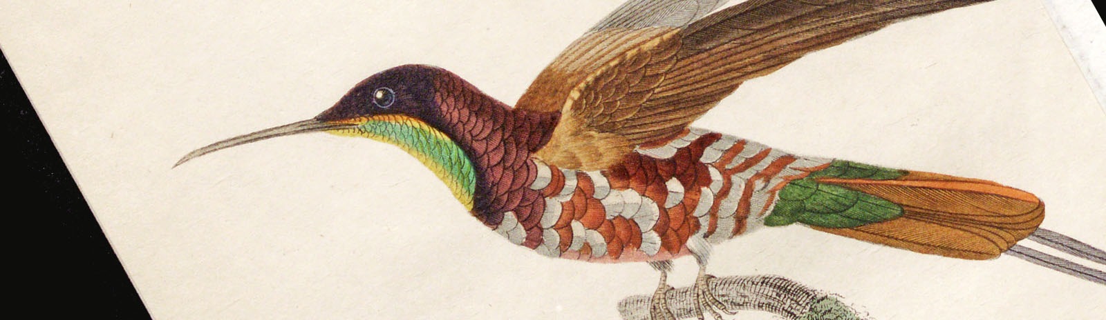 Фоновое изображение Естественная история колибри