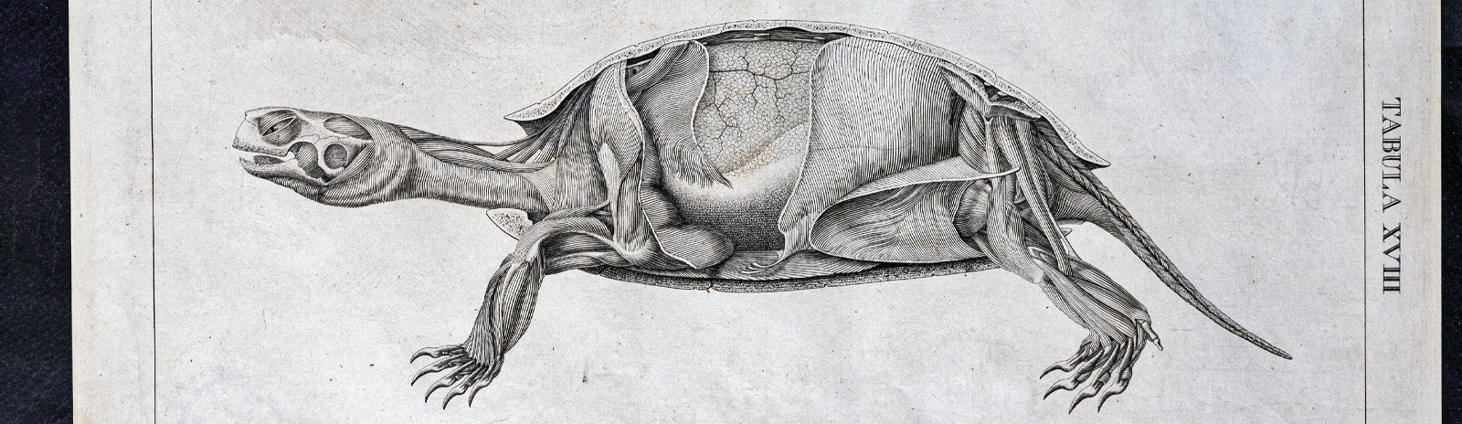 Изображение книжного памятника 'Анатомия болотной черепахи'