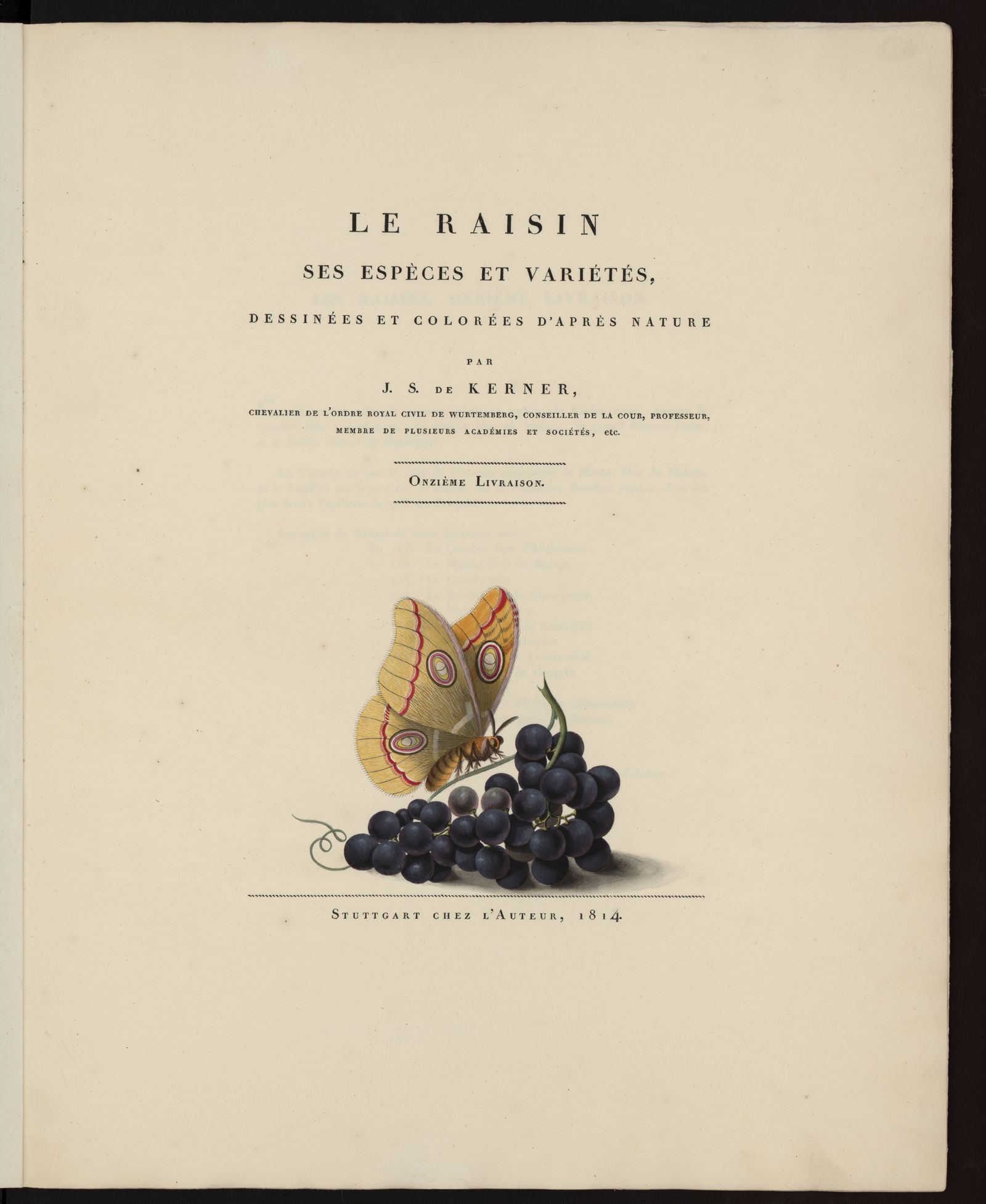 Изображение Le Raisin : ses espèces et variétés, dessinées et colorées d'après nature. Livraison 11