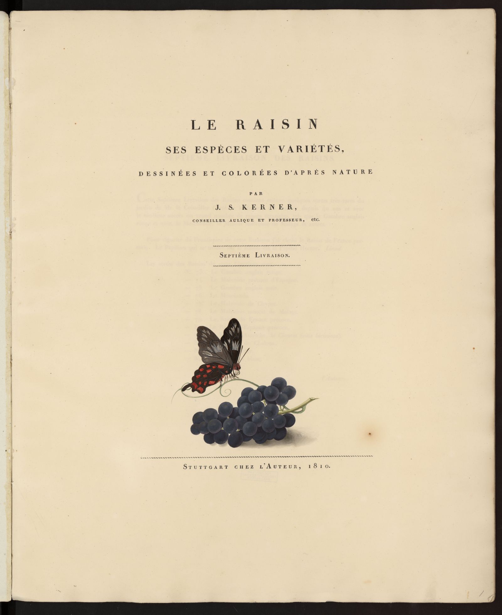 Изображение Le Raisin : ses espèces et variétés, dessinées et colorées d'après nature. Livraison 7