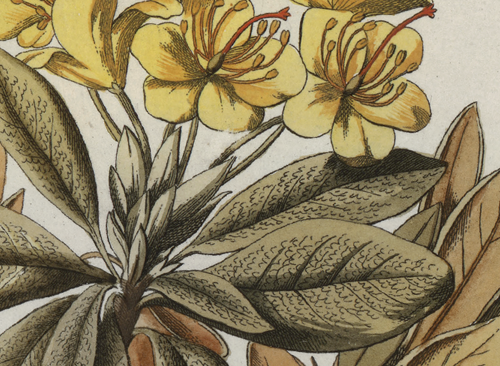 Изображение книжного памятника 'Описание растений Российского государства с их изображениями'