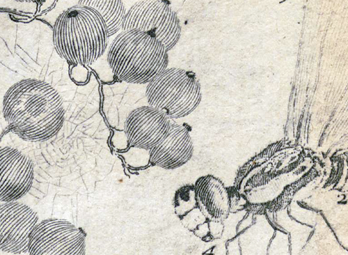 Изображение книжного памятника 'Зрелище природы. T. 1'