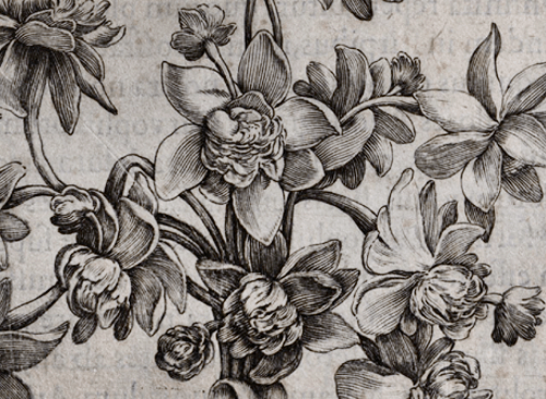 Изображение книжного памятника 'Точное описание некоторых редких растений, произрастающих в Риме в Фарнезийском саду'