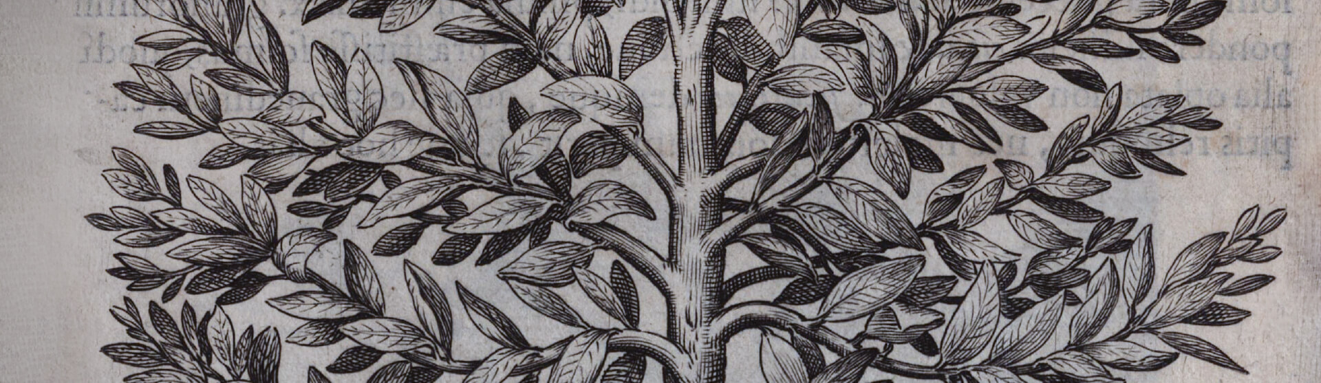 Фоновое изображение Точное описание некоторых редких растений, произрастающих в Риме в Фарнезийском саду