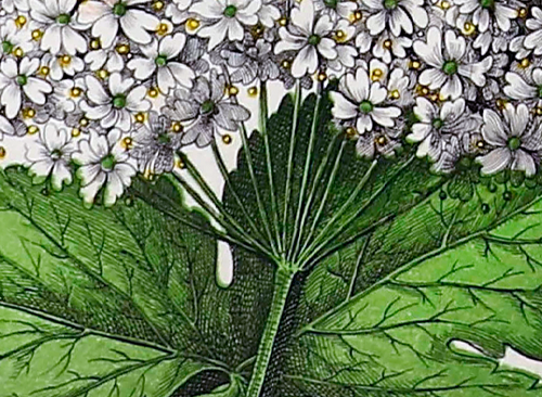 Изображение книжного памятника 'Естественная история растительного царства в картинках'