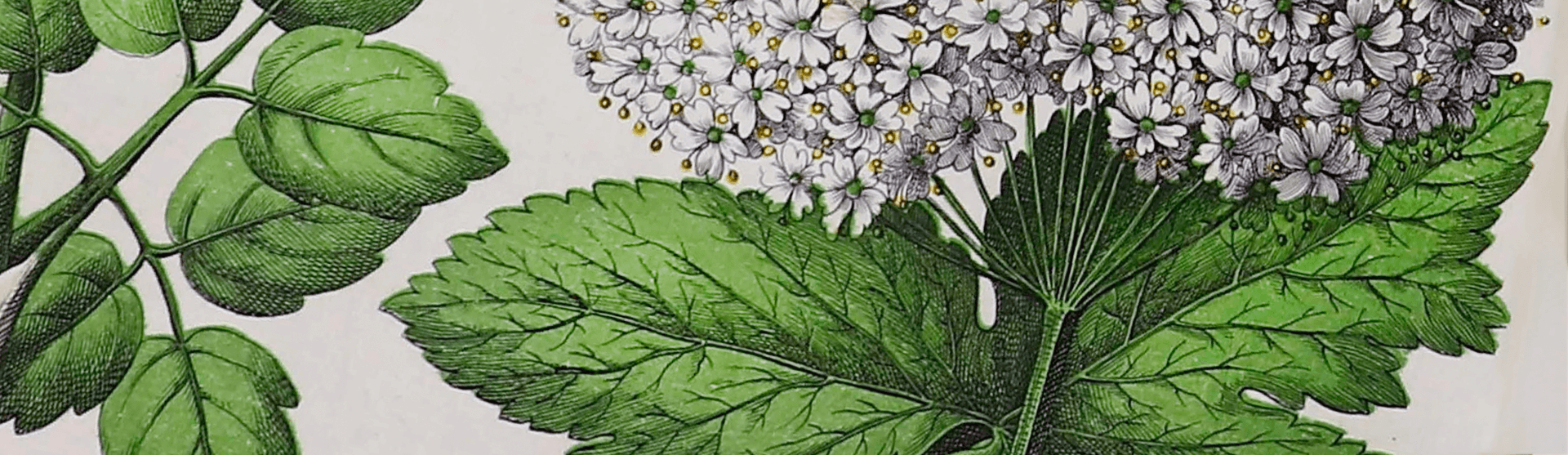 Фоновое изображение Естественная история растительного царства в картинках